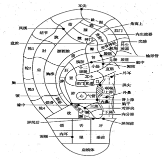 耳穴分布图(正面)_2345看图王